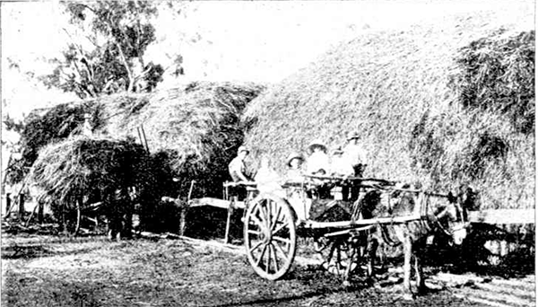 Hay Stacking in Alton Downs